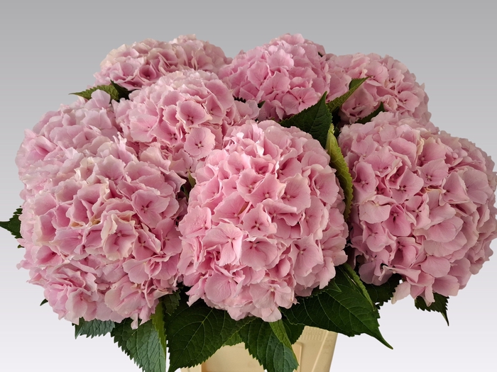 <h4>HYDR M CH VERENA</h4>