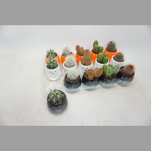 CACTUS GEM