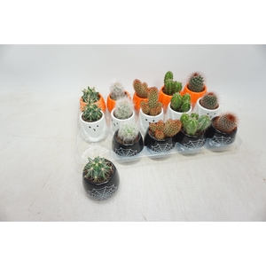 CACTUS GEM