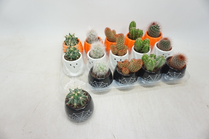 <h4>CACTUS GEM</h4>