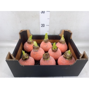 Hippeastrum   ...waxed H%