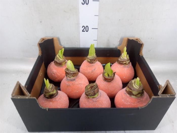 <h4>Hippeastrum   ...waxed H%</h4>