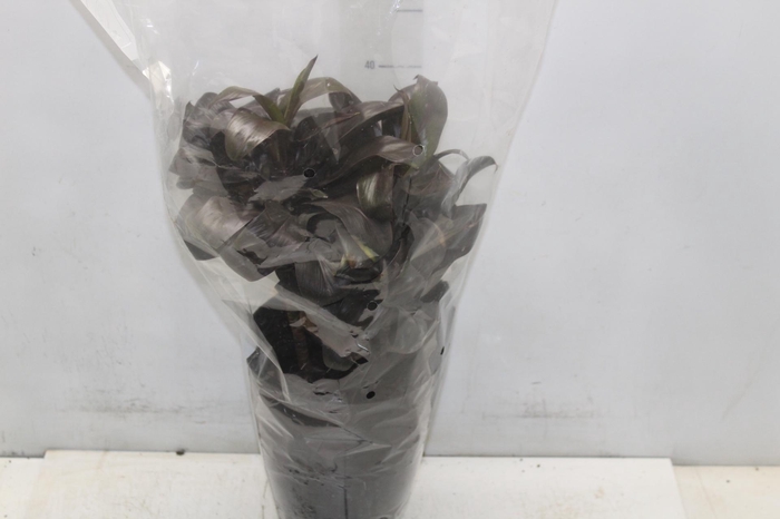 <h4>DRACENA VARIADA P17</h4>