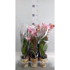 Phalaenopsis multi. 'Ant Treviso'