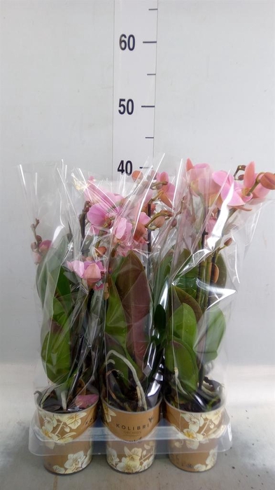 <h4>Phalaenopsis multi. 'Ant Treviso'</h4>