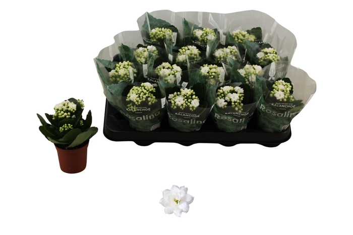 <h4>KAL GE DON DIONE</h4>