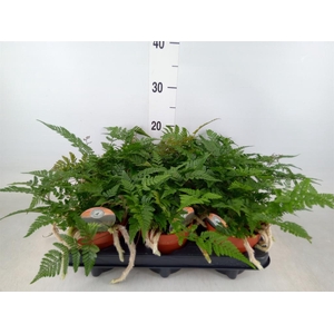 Humata griffithiana var. tyermannii