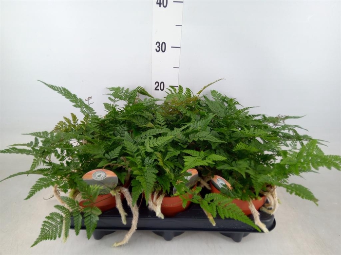 <h4>Humata griffithiana var. tyermannii</h4>