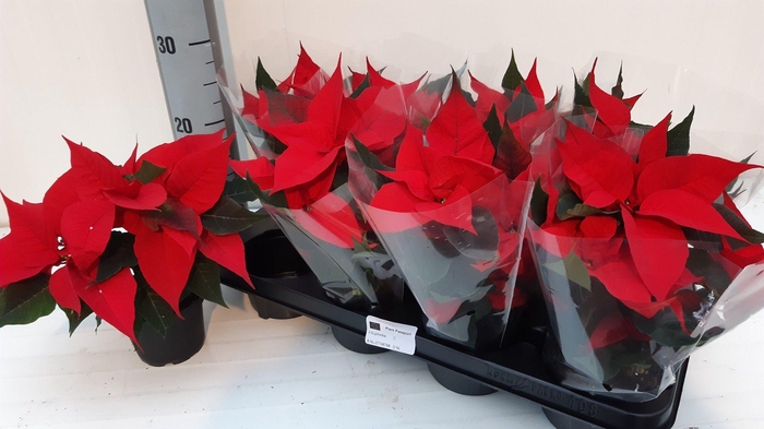 <h4>EUPHOR P CHR F RED</h4>