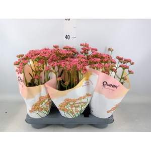 Kalanchoe  'WildFlow Ladylike'