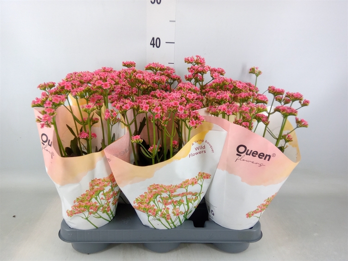 <h4>Kalanchoe  'WildFlow Ladylike'</h4>