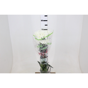 CRAVO RANDAL 070 CM BRANCO