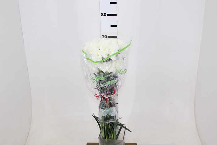 CRAVO RANDAL 070 CM BRANCO