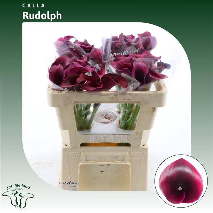 <h4>Calla Rudolph</h4>