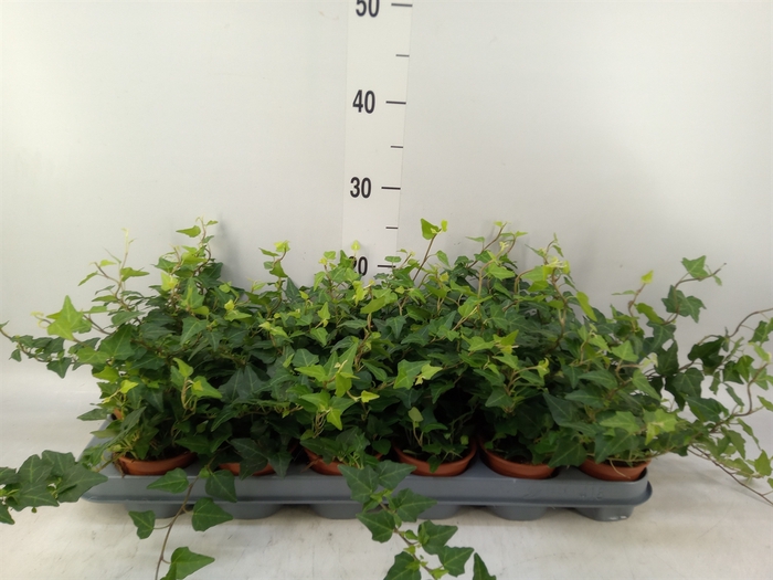<h4>Hedera helix   ...</h4>