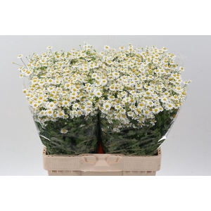 Tana Pa Single Vegmo