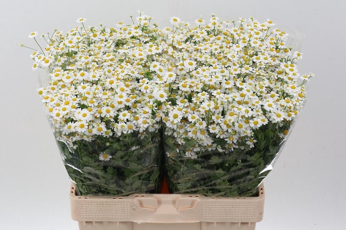 <h4>Tana Pa Single Vegmo</h4>