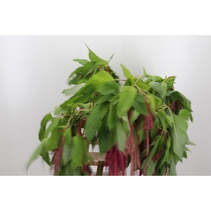 Amaranthus Overig