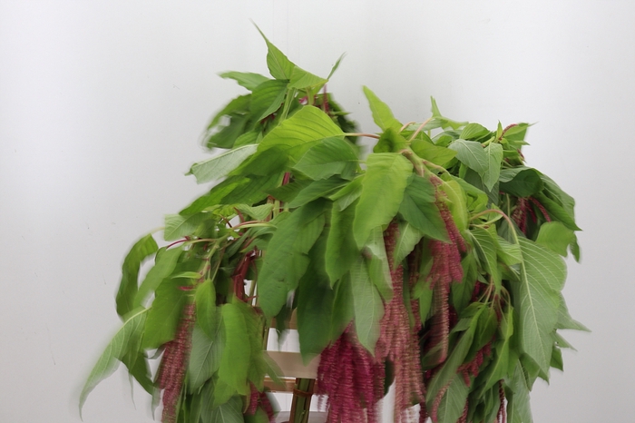 <h4>Amaranthus Overig</h4>