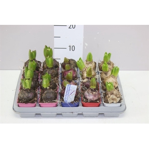 Hyacinthus Gemengd 1pp