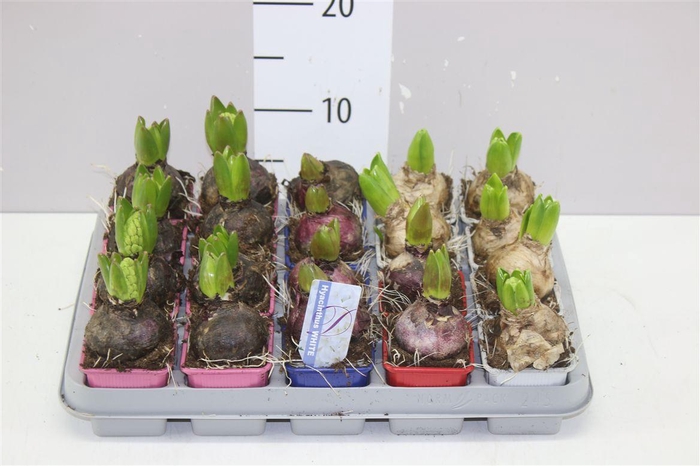 <h4>Hyacinthus Gemengd 1pp</h4>