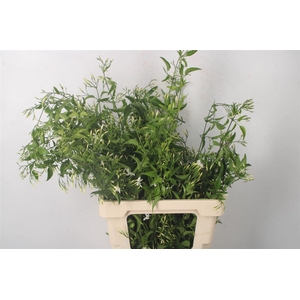 Jasmijnranken Per Bunch