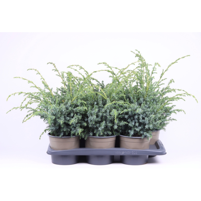 <h4>Juniperus chinensis 'Blue Alps'</h4>