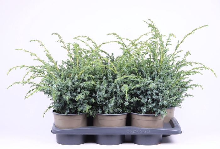 <h4>Juniperus chinensis 'Blue Alps'</h4>