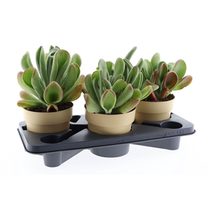 Kalanchoe NF ...