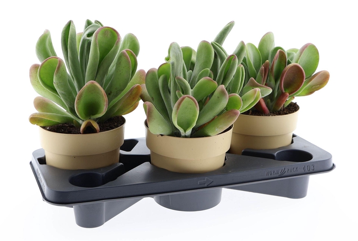 <h4>Kalanchoe NF   ...</h4>