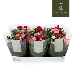 Rosa Kordana schaal Carnaval - 4795