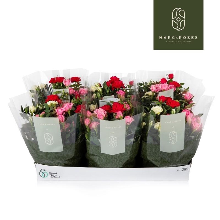 <h4>Rosa Kordana schaal Carnaval - 4795</h4>