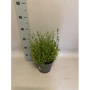 'Weekaanbieding: vaste planten 19 cm  Lavandula ang. Ardeche blue
