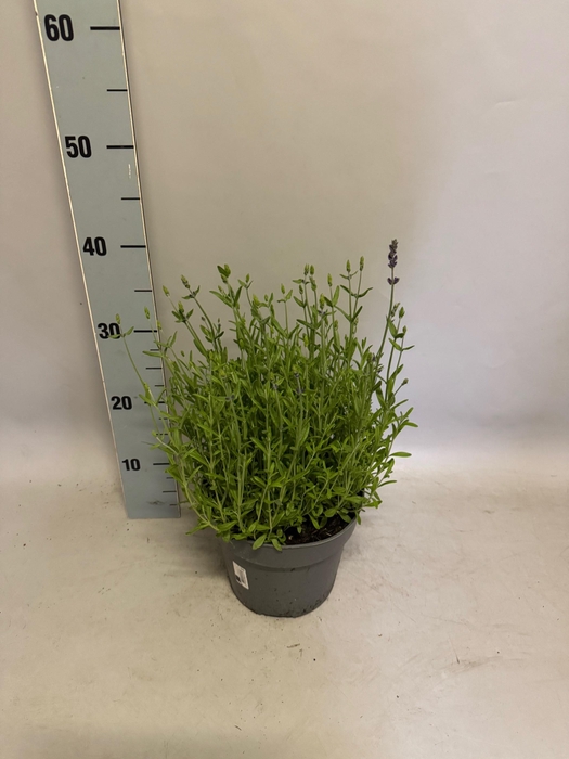 <h4>'Weekaanbieding: vaste planten 19 cm  Lavandula ang. Ardeche blue</h4>