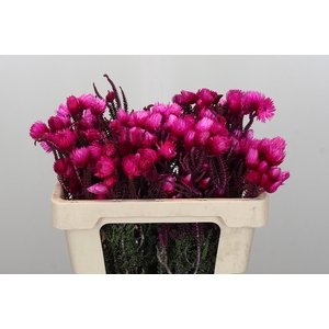 Kaaps Groen Phaenocoma Pink