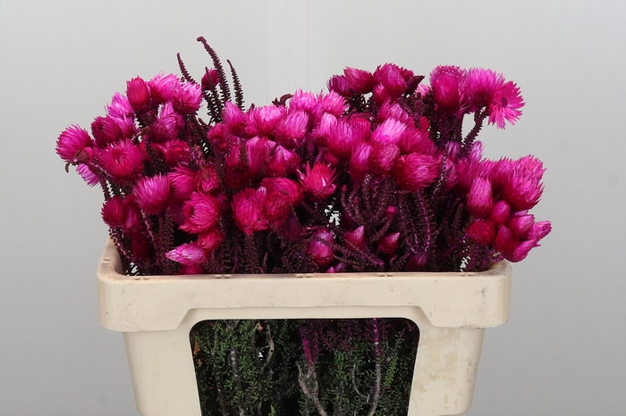 <h4>Kaaps Groen Phaenocoma Pink</h4>