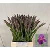Iris G Cup Race