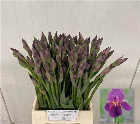 Iris G Cup Race