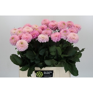 Dahlia Wizard of Oz