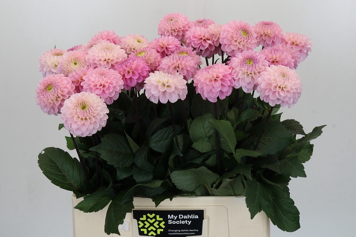 <h4>Dahlia Wizard of Oz</h4>