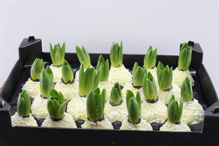 Wax Hyacinth Snow Geel