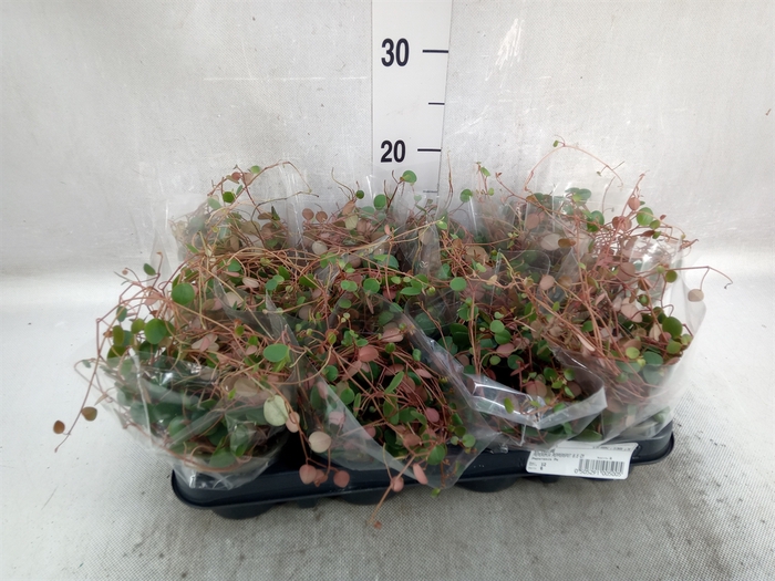 <h4>Peperomia  'Pepperspot'</h4>