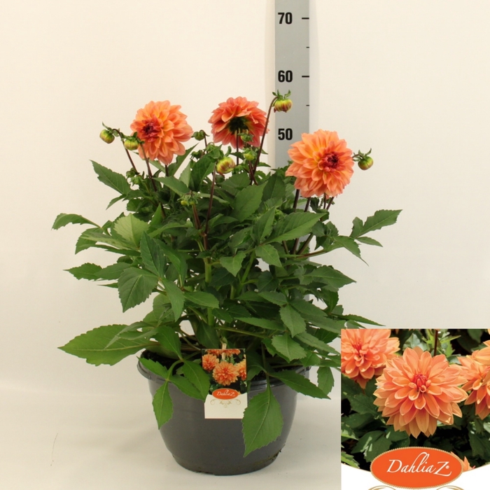 <h4>DAHL GARDEN PEACH</h4>