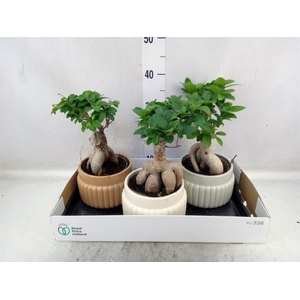 Ficus microcarpa 'Ginseng'