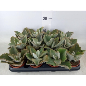 Kalanchoe NF beharensis
