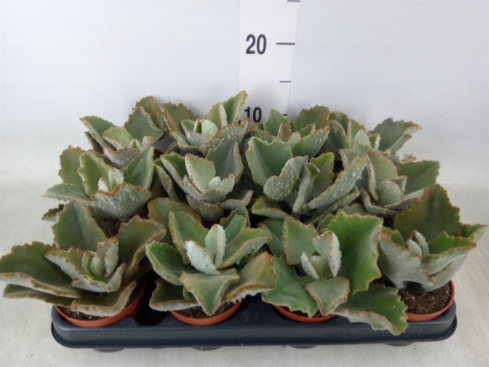 <h4>Kalanchoe NF beharensis</h4>