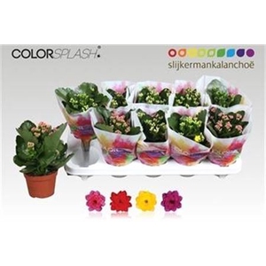 Kalanchoe blossfeldiana gevuld gemengd 4 kleuren