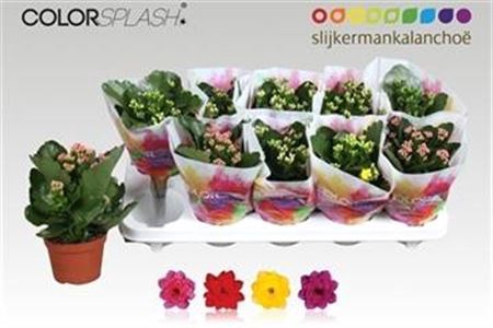 <h4>Kalanchoe blossfeldiana gevuld gemengd 4 kleuren</h4>