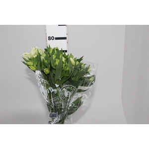 ALSTROEMERIA MISTRAL 080 CM