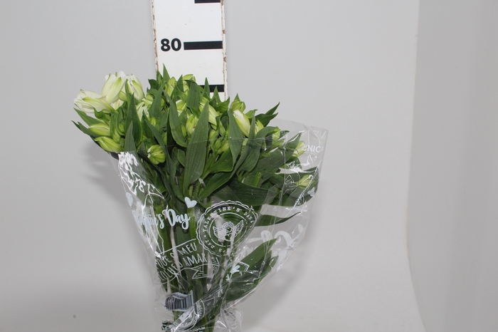 <h4>ALSTROEMERIA MISTRAL 080 CM</h4>